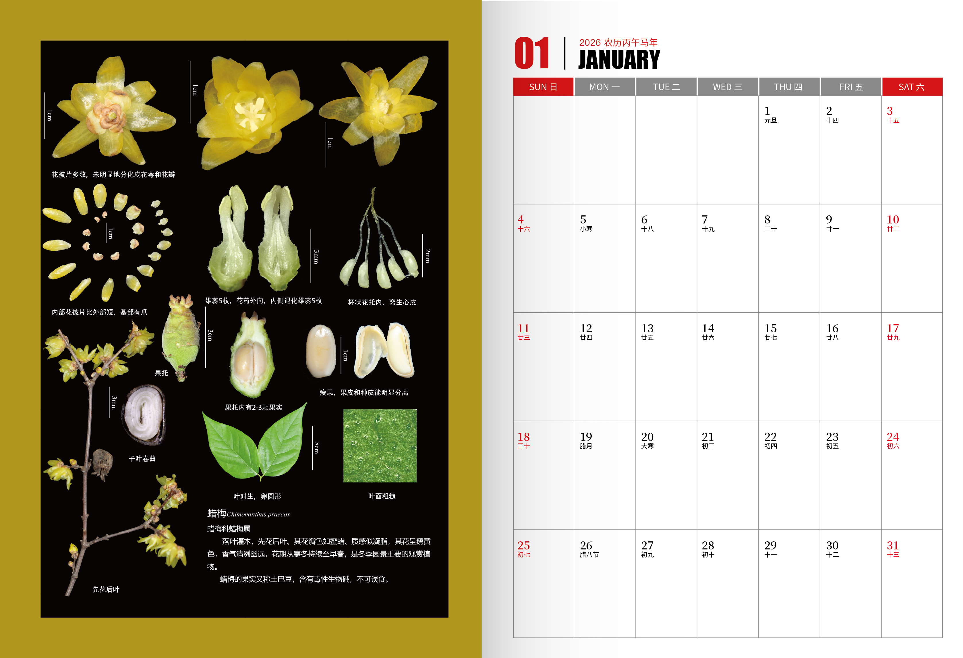 中心制作的植物精细解剖组图工作日历广受好评